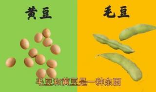 东北黄豆和毛豆有区别