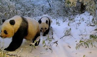 花花是陕西大熊猫吗